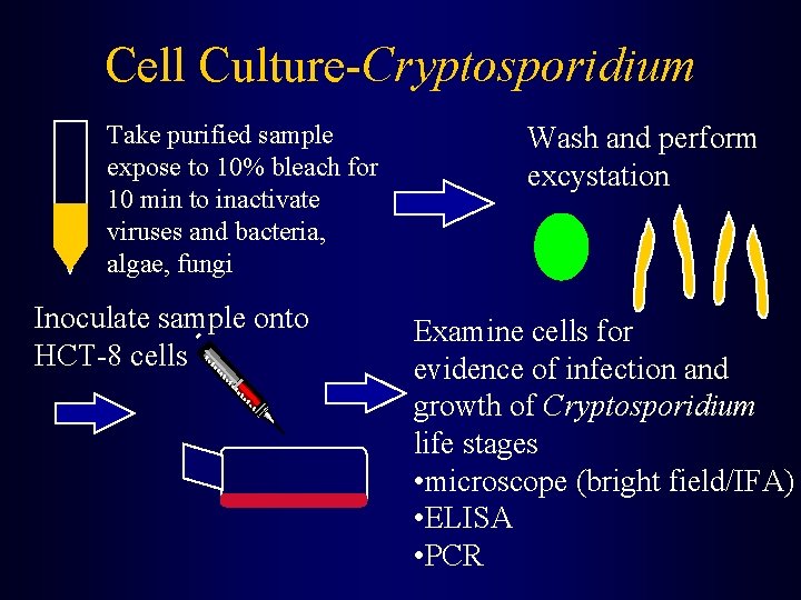 Cell Culture-Cryptosporidium Take purified sample expose to 10% bleach for 10 min to inactivate