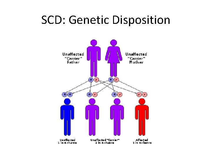 SCD: Genetic Disposition 
