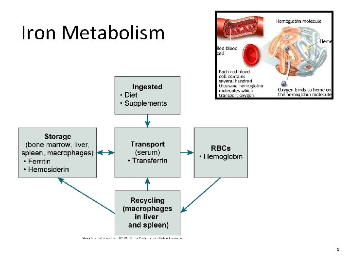Iron Metabolism 5 