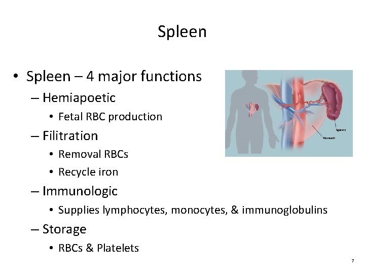 Spleen • Spleen – 4 major functions – Hemiapoetic • Fetal RBC production –
