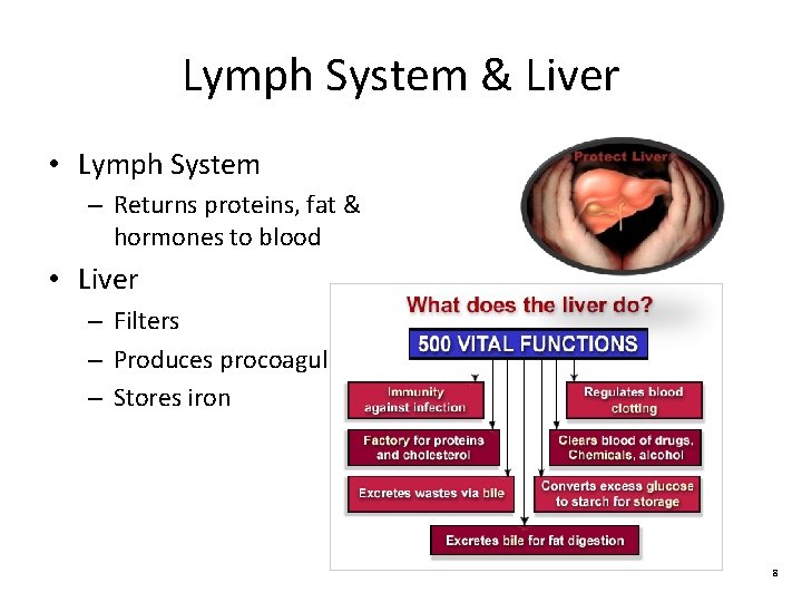 Lymph System & Liver • Lymph System – Returns proteins, fat & hormones to