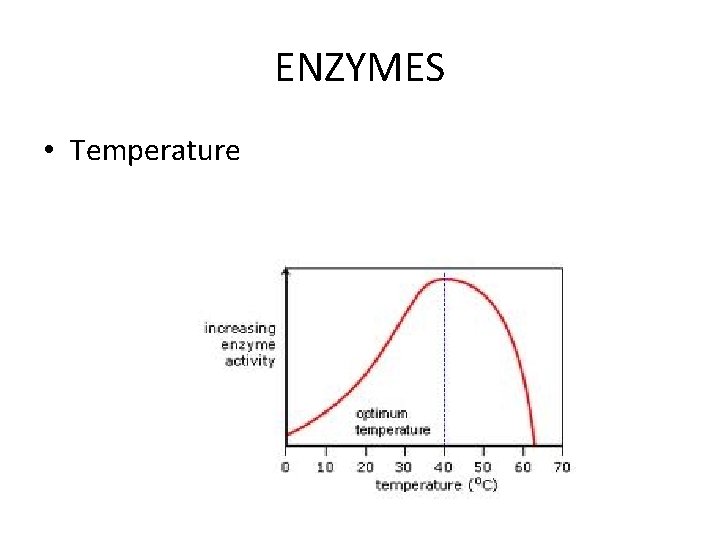 ENZYMES • Temperature 