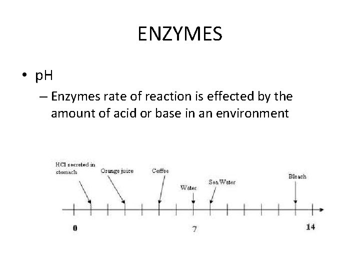 ENZYMES • p. H – Enzymes rate of reaction is effected by the amount