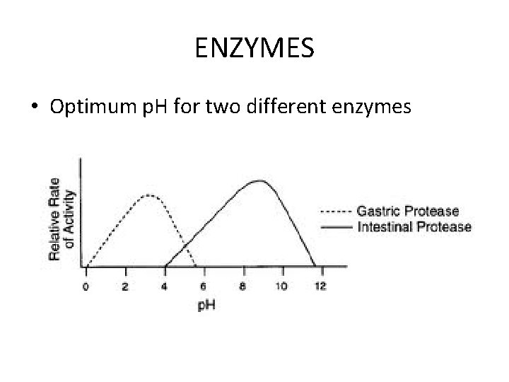 ENZYMES • Optimum p. H for two different enzymes 