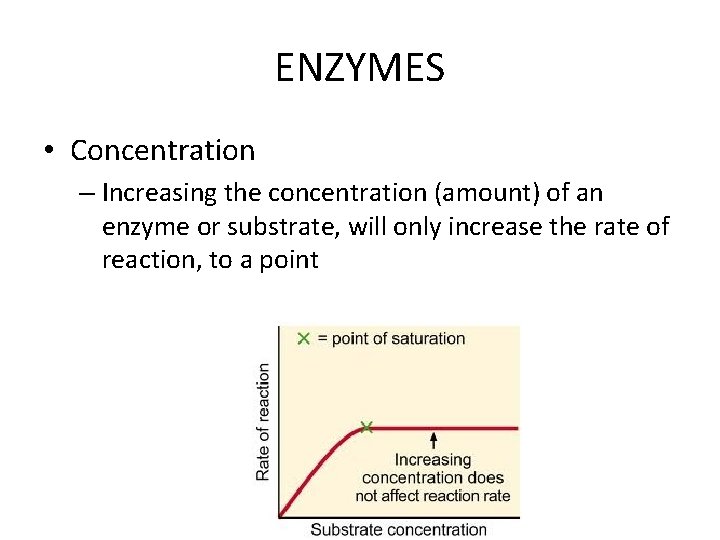 ENZYMES • Concentration – Increasing the concentration (amount) of an enzyme or substrate, will