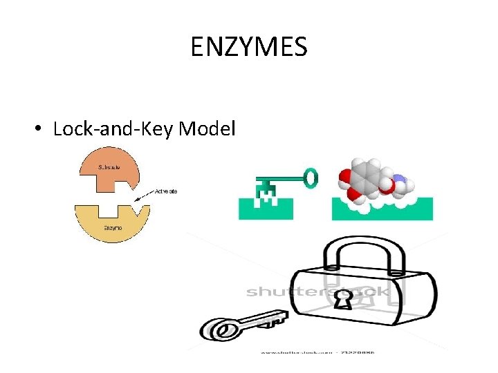 ENZYMES • Lock-and-Key Model 