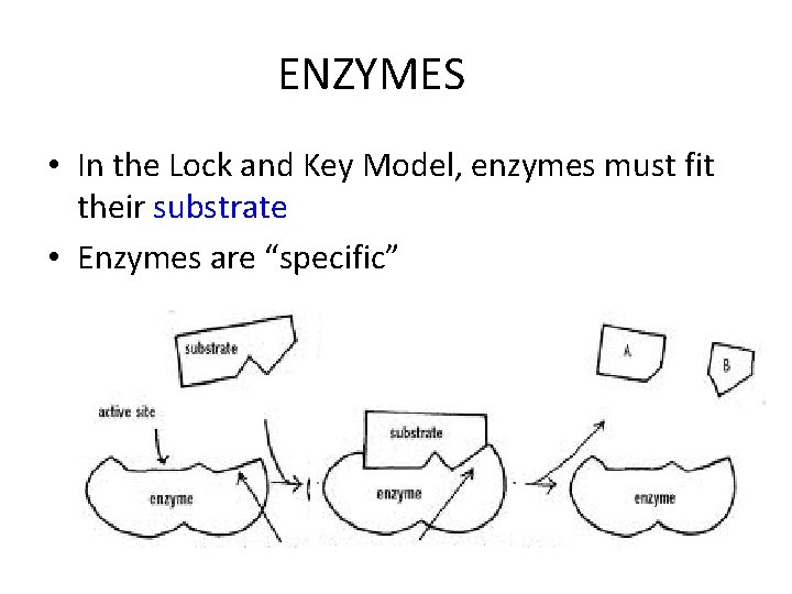 ENZYMES • In the Lock and Key Model, enzymes must fit their substrate •