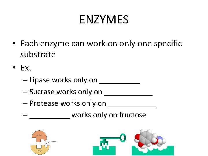 ENZYMES • Each enzyme can work on only one specific substrate • Ex. –