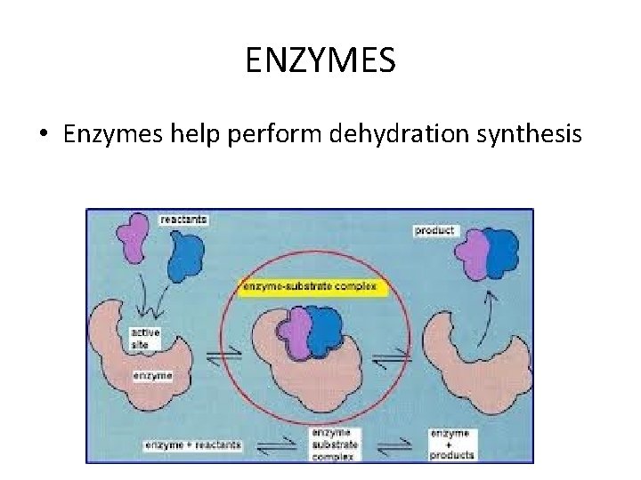 ENZYMES • Enzymes help perform dehydration synthesis 