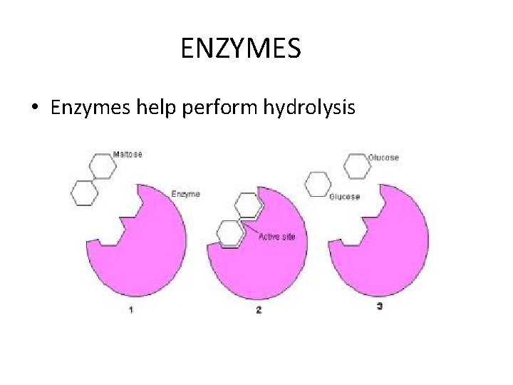 ENZYMES • Enzymes help perform hydrolysis 