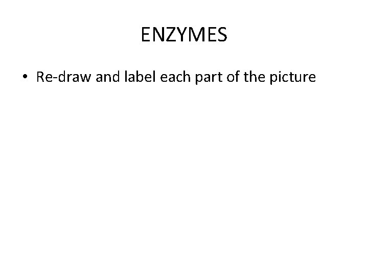 ENZYMES • Re-draw and label each part of the picture 