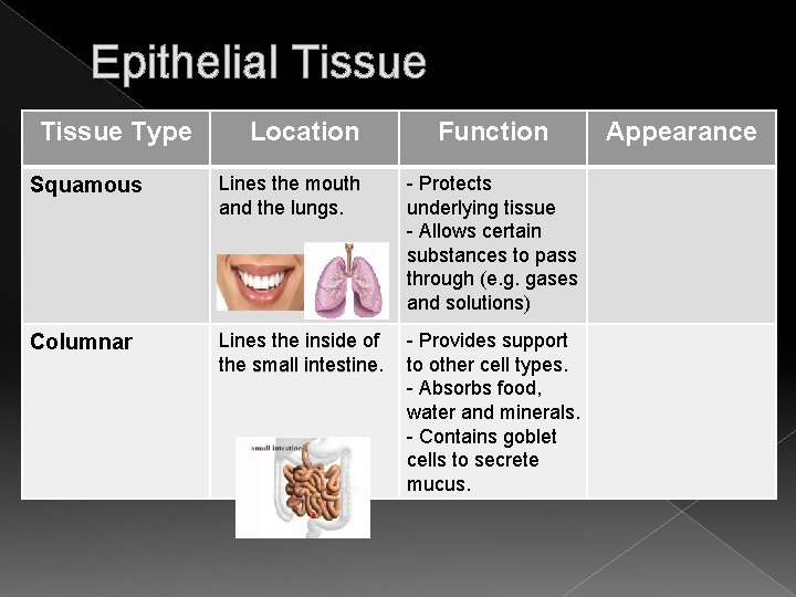 Epithelial Tissue Type Location Function Squamous Lines the mouth and the lungs - Protects