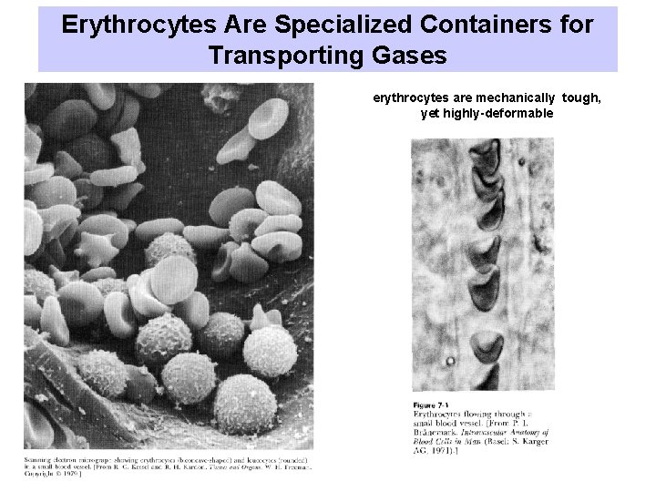 Erythrocytes Are Specialized Containers for Transporting Gases erythrocytes are mechanically tough, yet highly-deformable 