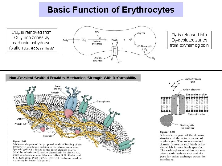 Basic Function of Erythrocytes CO 2 is removed from CO 2 -rich zones by