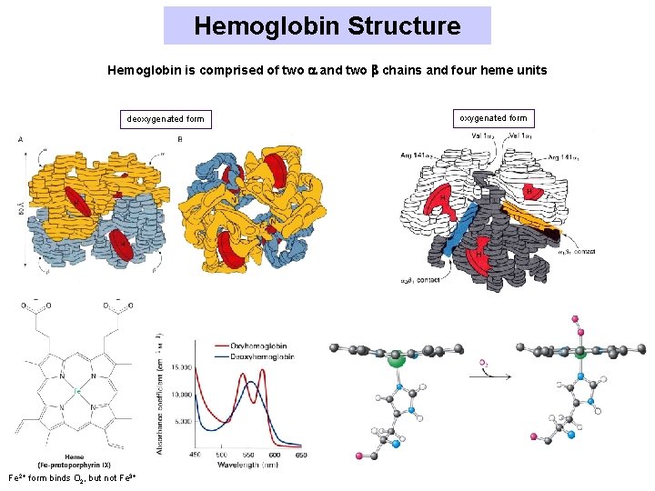 Hemoglobin Structure Hemoglobin is comprised of two and two chains and four heme units