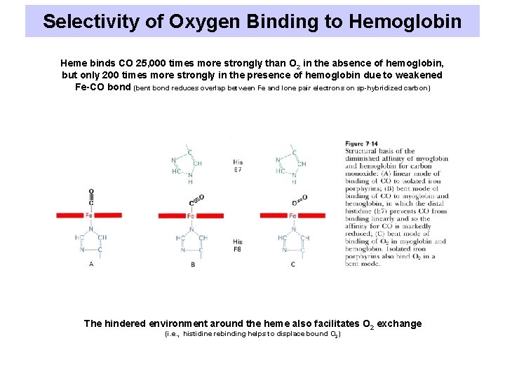 Selectivity of Oxygen Binding to Hemoglobin Heme binds CO 25, 000 times more strongly