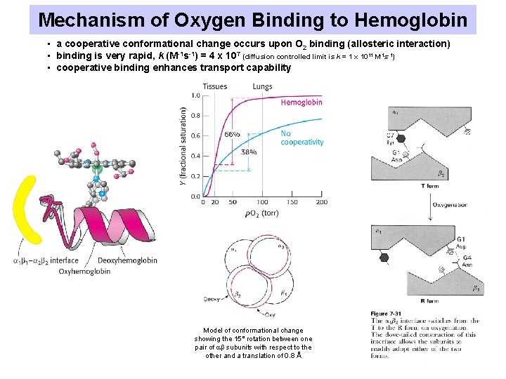 Mechanism of Oxygen Binding to Hemoglobin • a cooperative conformational change occurs upon O