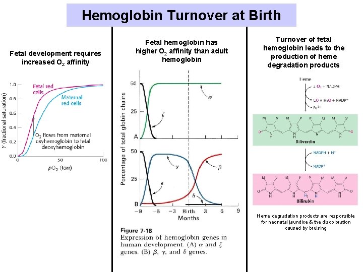 Hemoglobin Turnover at Birth Fetal development requires increased O 2 affinity Fetal hemoglobin has