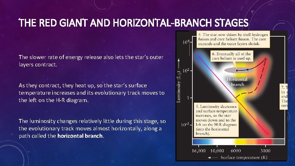 THE RED GIANT AND HORIZONTAL-BRANCH STAGES The slower rate of energy release also lets