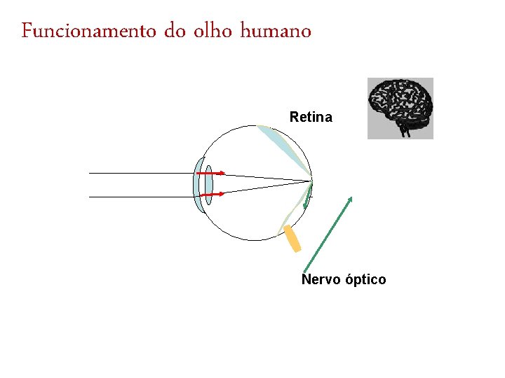 Funcionamento do olho humano Retina Nervo óptico 