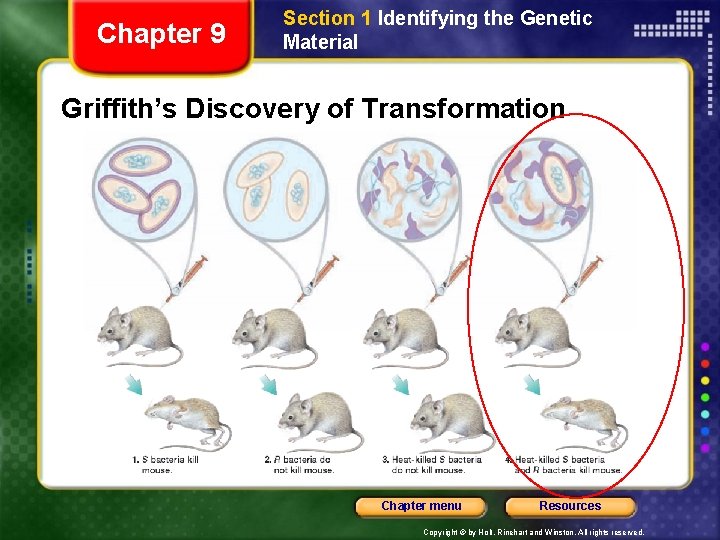Chapter 9 Section 1 Identifying the Genetic Material Griffith’s Discovery of Transformation Chapter menu