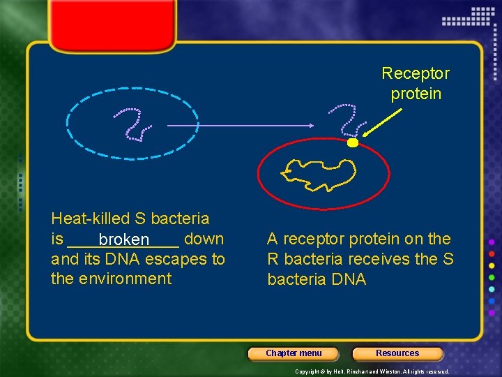 Receptor protein Heat-killed S bacteria is ______ down broken and its DNA escapes to