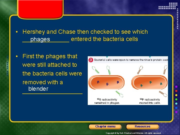  • Hershey and Chase then checked to see which _______ entered the bacteria