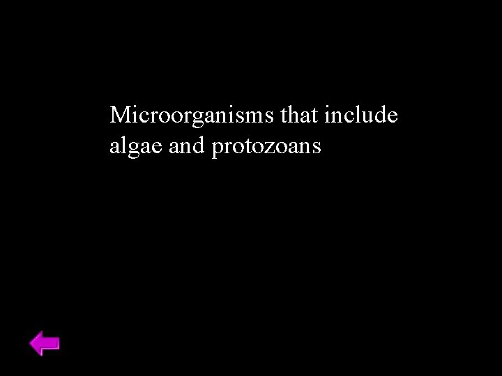 Microorganisms that include algae and protozoans 