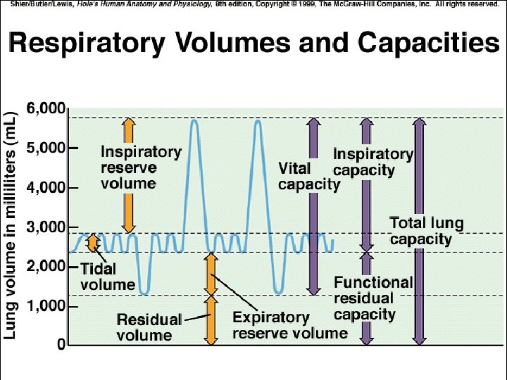 Respiratory System Chapter 16 A FUNCTIONS gas exchange