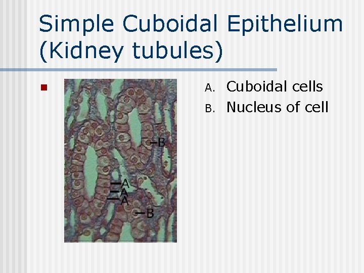 Simple Cuboidal Epithelium (Kidney tubules) n A. B. Cuboidal cells Nucleus of cell 