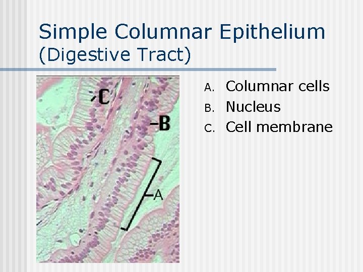 Simple Columnar Epithelium (Digestive Tract) n A. B. C. Columnar cells Nucleus Cell membrane
