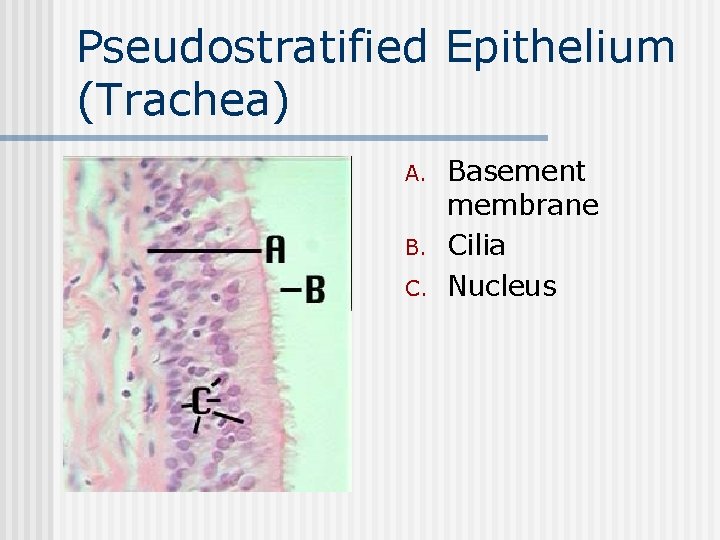 Pseudostratified Epithelium (Trachea) n A. B. C. Basement membrane Cilia Nucleus 