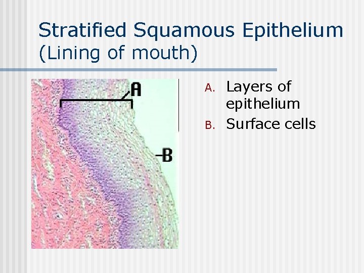 Stratified Squamous Epithelium (Lining of mouth) n A. B. Layers of epithelium Surface cells