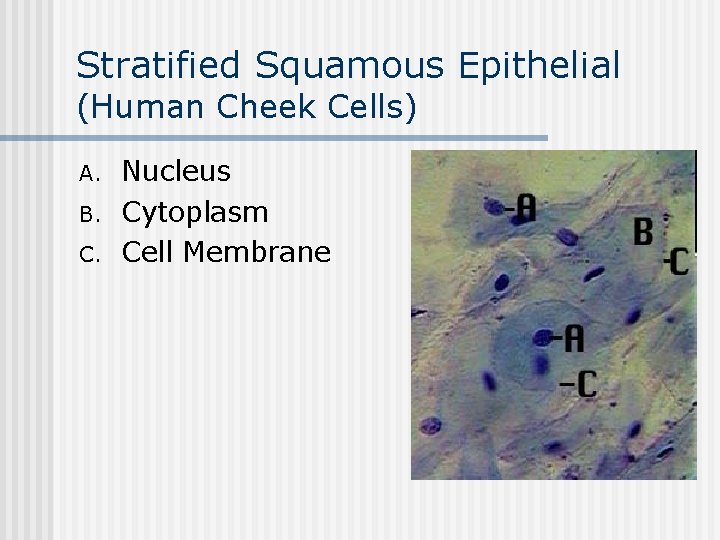 Stratified Squamous Epithelial (Human Cheek Cells) A. B. C. Nucleus Cytoplasm Cell Membrane 