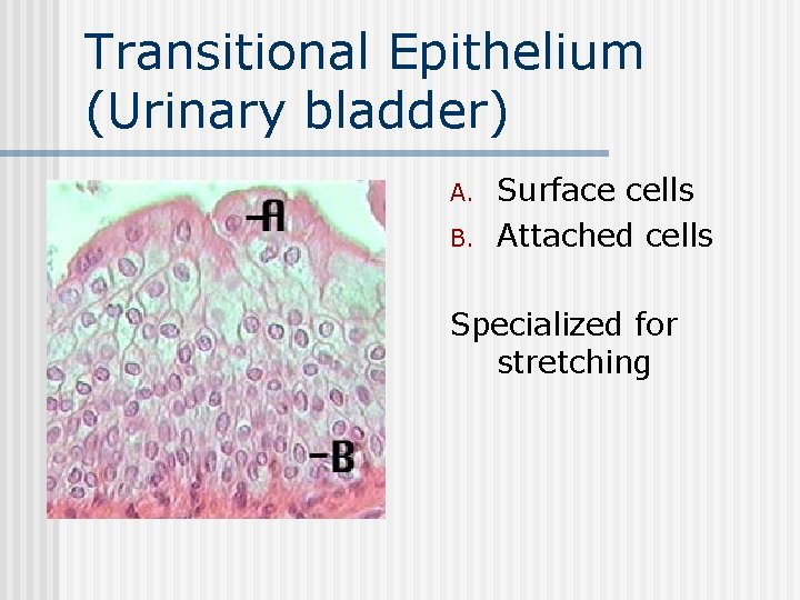 Transitional Epithelium (Urinary bladder) n A. B. Surface cells Attached cells Specialized for stretching