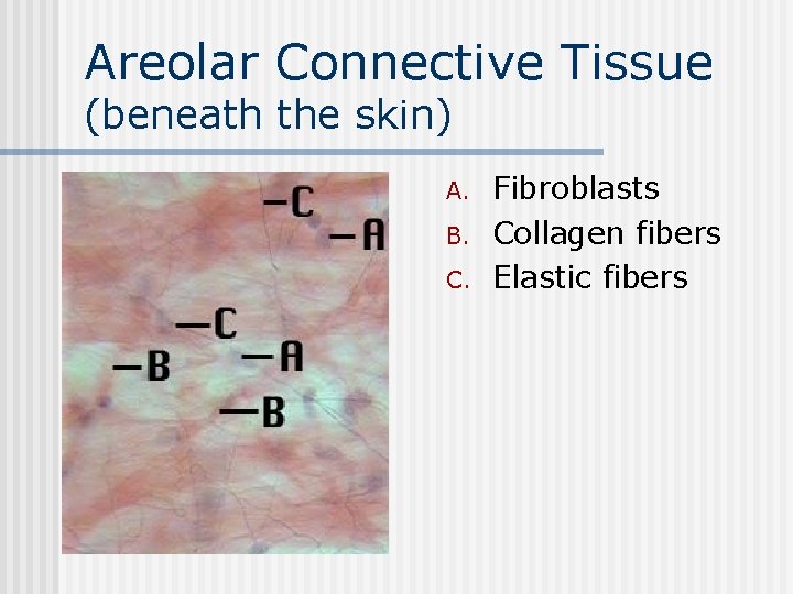 Areolar Connective Tissue (beneath the skin) n A. B. C. Fibroblasts Collagen fibers Elastic