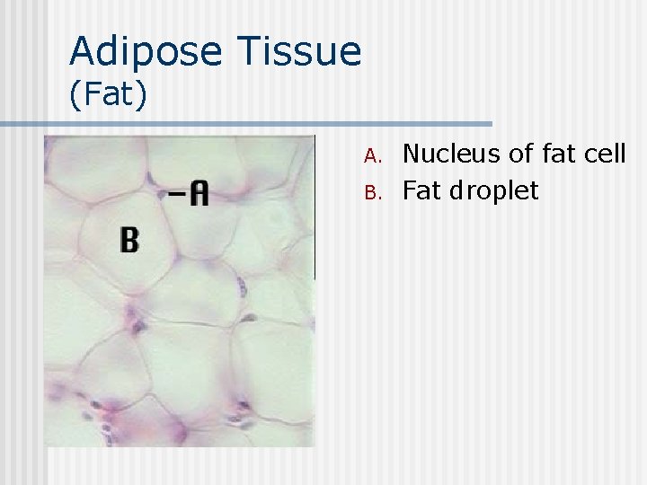 Adipose Tissue (Fat) n A. B. Nucleus of fat cell Fat droplet 