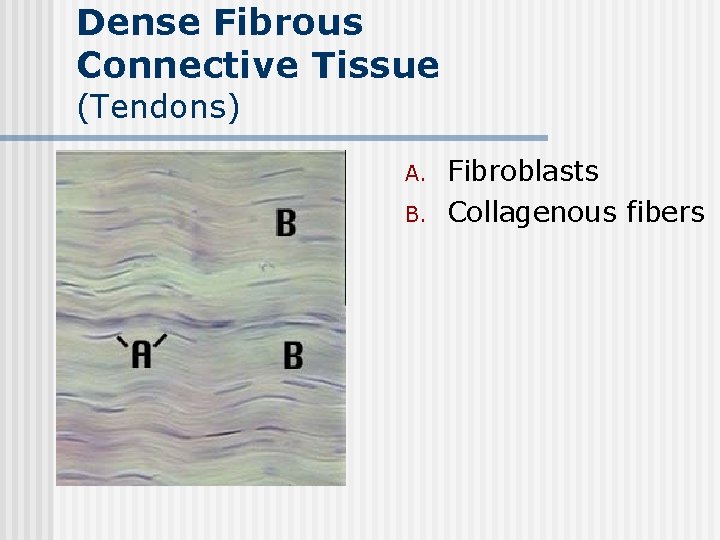 Dense Fibrous Connective Tissue (Tendons) n A. B. Fibroblasts Collagenous fibers 