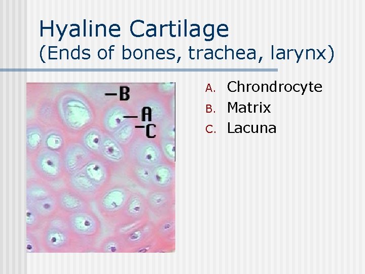 Hyaline Cartilage (Ends of bones, trachea, larynx) n A. B. C. Chrondrocyte Matrix Lacuna