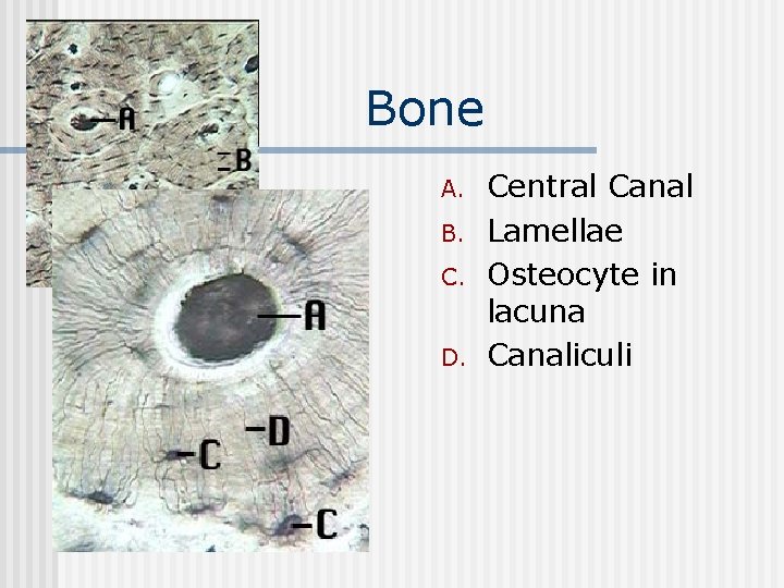 Bone n A. B. C. D. Central Canal Lamellae Osteocyte in lacuna Canaliculi 