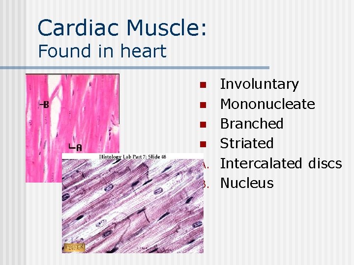 Cardiac Muscle: Found in heart n n n A. B. Involuntary Mononucleate Branched Striated