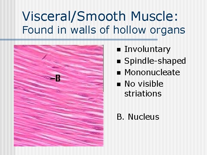 Visceral/Smooth Muscle: Found in walls of hollow organs n n n Involuntary Spindle-shaped Mononucleate