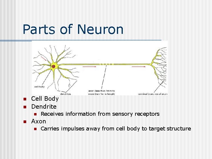 Parts of Neuron n n Cell Body Dendrite n n Receives information from sensory