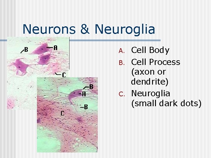 Neurons & Neuroglia n A. B. Cell Body Cell Process (axon or dendrite) Neuroglia