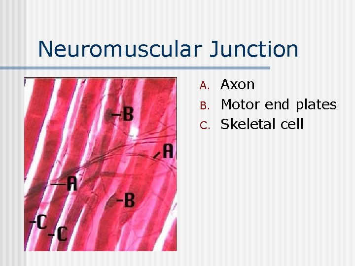 Neuromuscular Junction n A. B. C. Axon Motor end plates Skeletal cell 