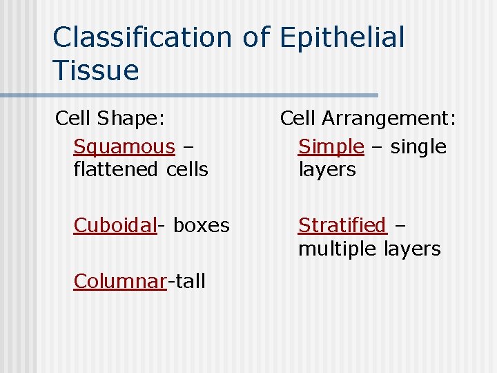 Classification of Epithelial Tissue Cell Shape: Squamous – flattened cells Cuboidal- boxes Columnar-tall Cell
