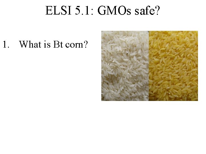 ELSI 5. 1: GMOs safe? 1. What is Bt corn? 