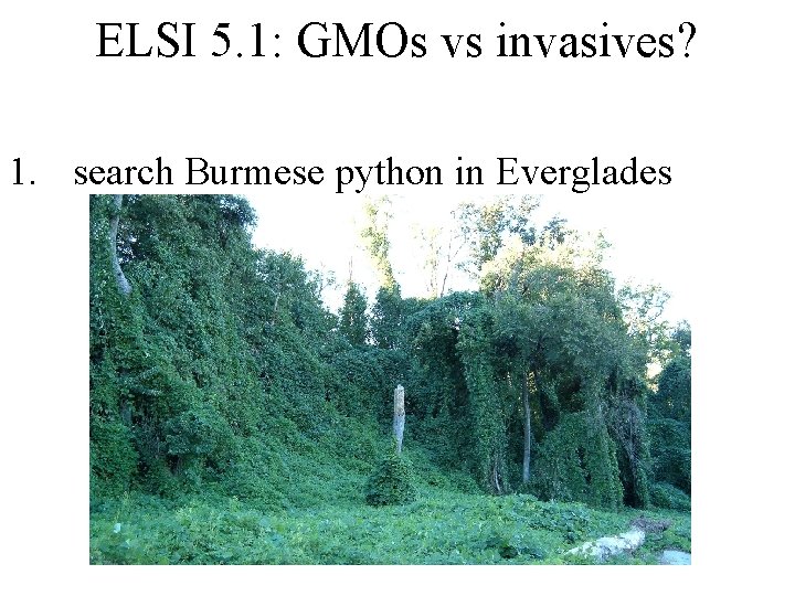 ELSI 5. 1: GMOs vs invasives? 1. search Burmese python in Everglades ELSI 5. 1: GMOs vs invasives? 1. search Burmese python in Everglades