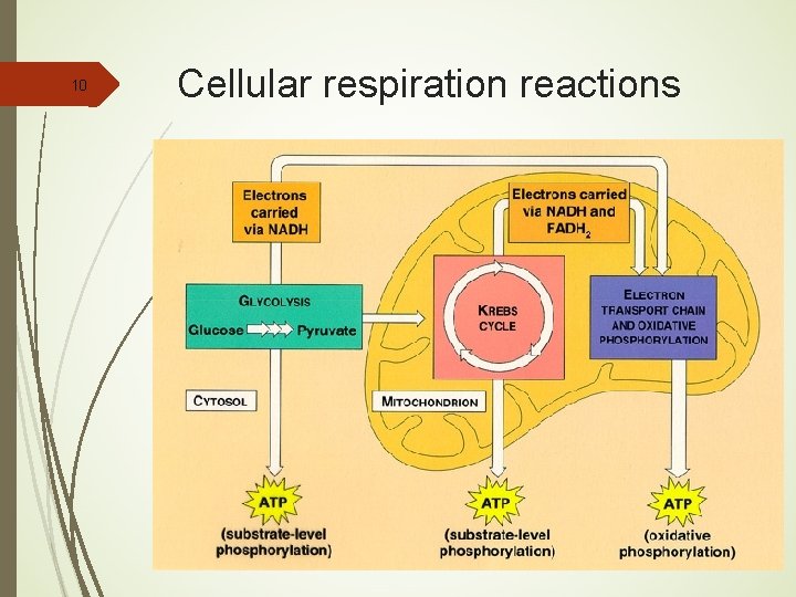 10 Cellular respiration reactions 