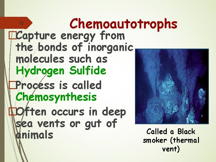 12 Chemoautotrophs �Capture energy from the bonds of inorganic molecules such as Hydrogen Sulfide